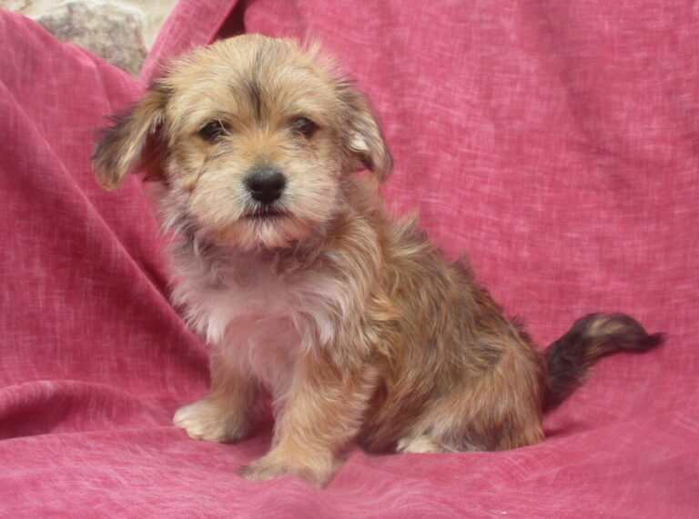 Yorkie/Havanese Puppy Havashire Puppies Washington, DC Windsor Oak Farm