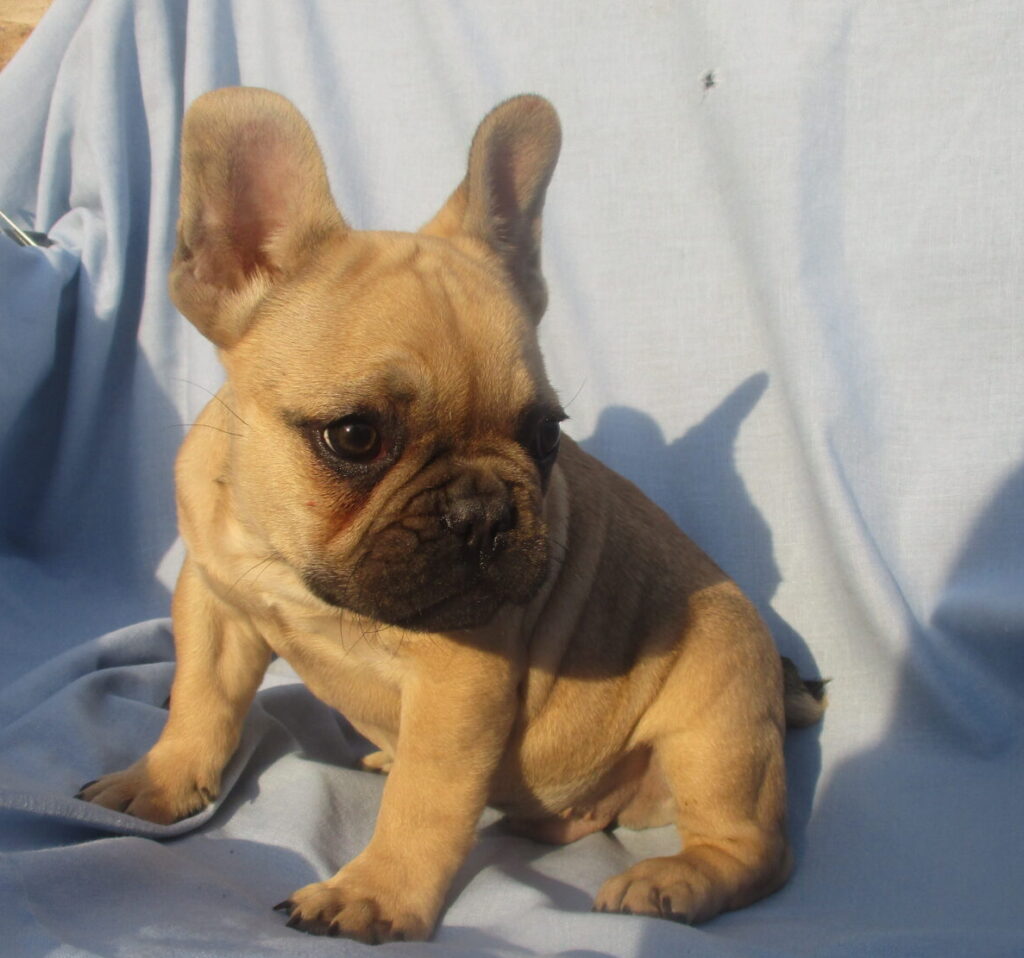 French Bulldog Puppies for Sale Washington, DC Windsor