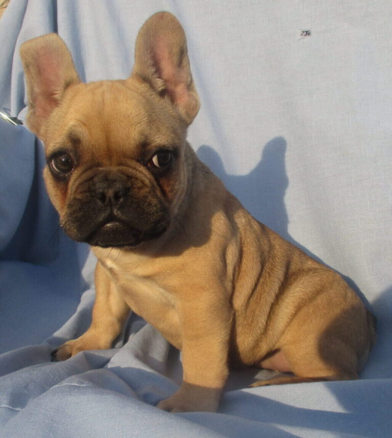 French Bulldog Breeders & Puppies for Sale Baltimore, MD