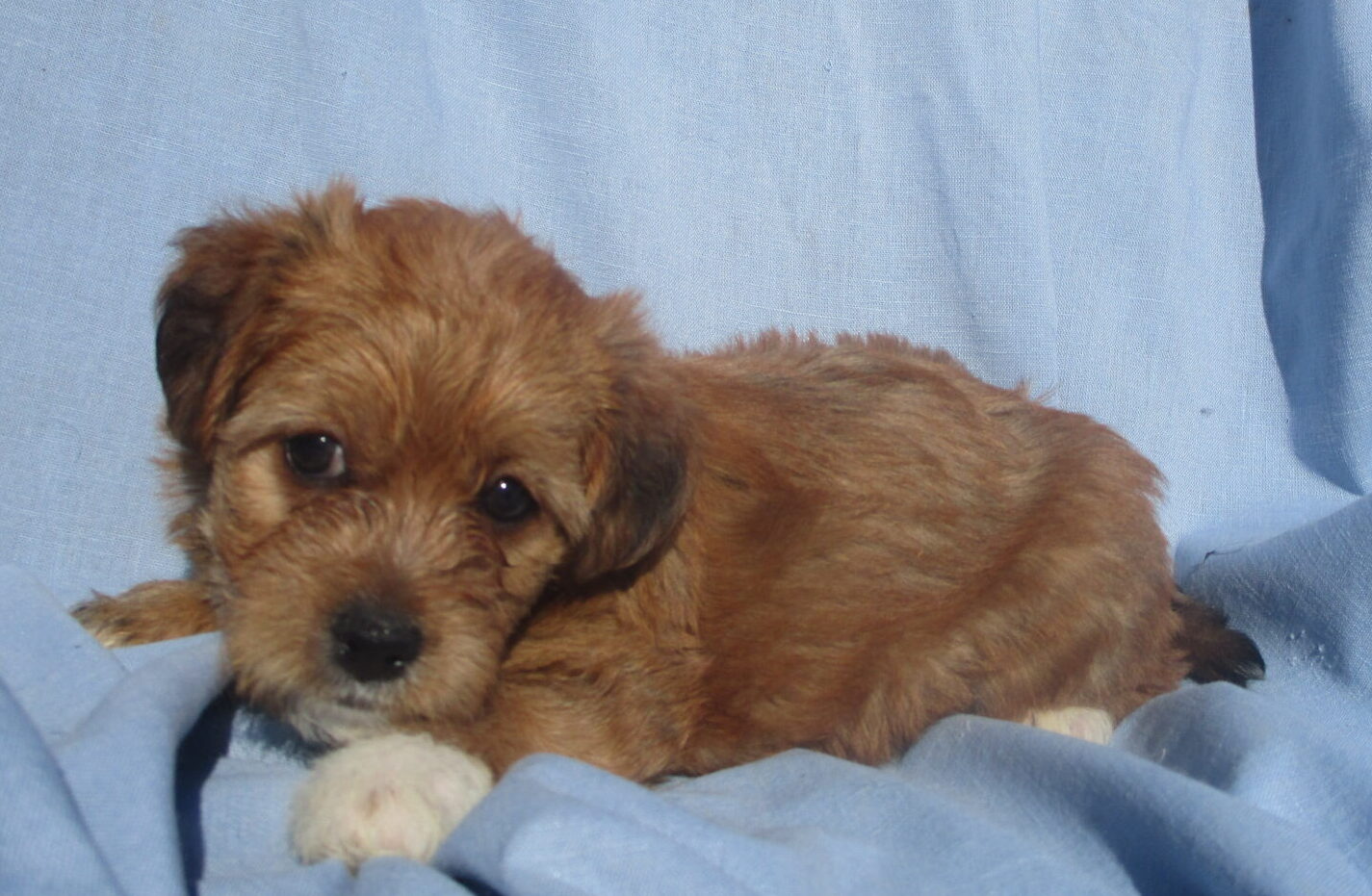 YorkieChon Puppies for Sale Washington DC Windsor Oak Farm