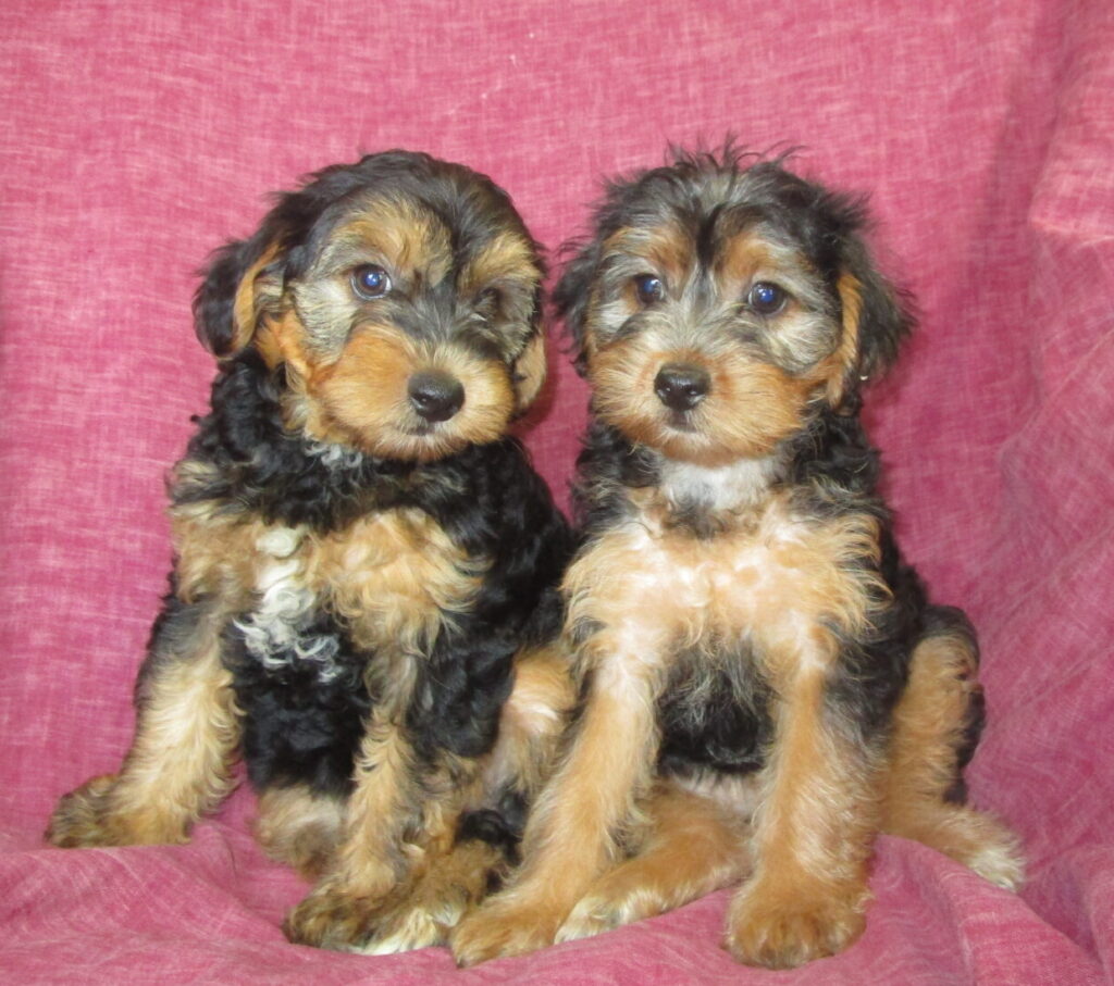 Yorkie/Havanese Puppy Havashire Puppies Washington, DC Windsor Oak Farm