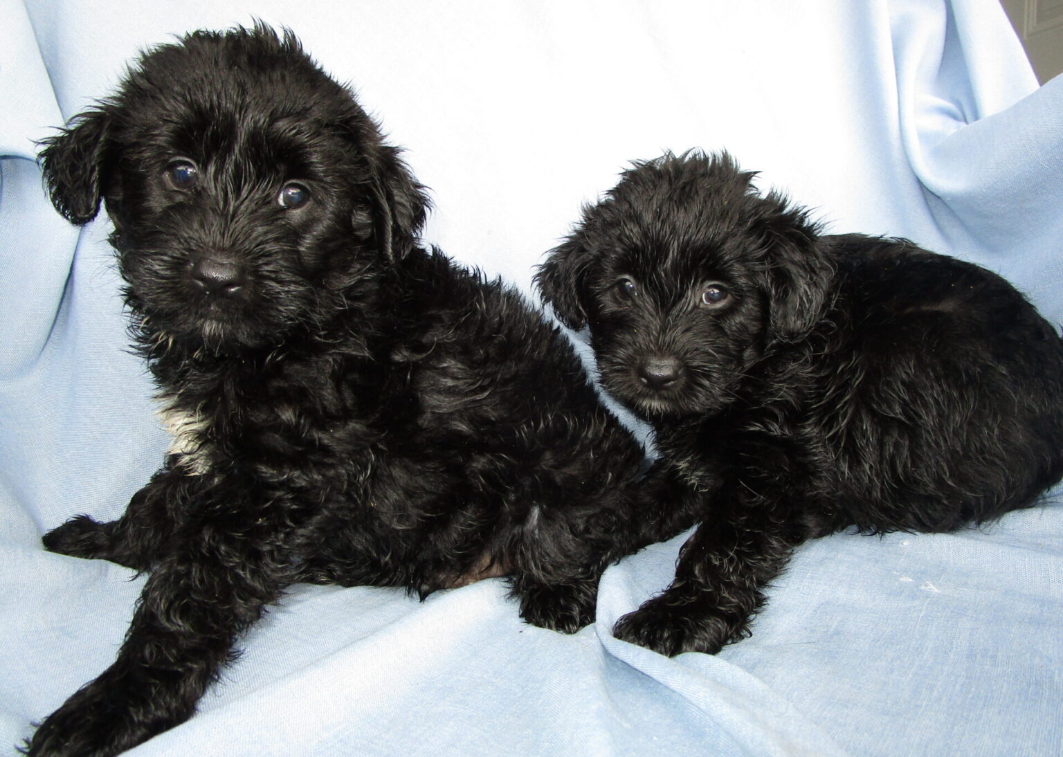 Yorkie/Havanese Puppy Havashire Puppies Washington, DC Windsor Oak Farm