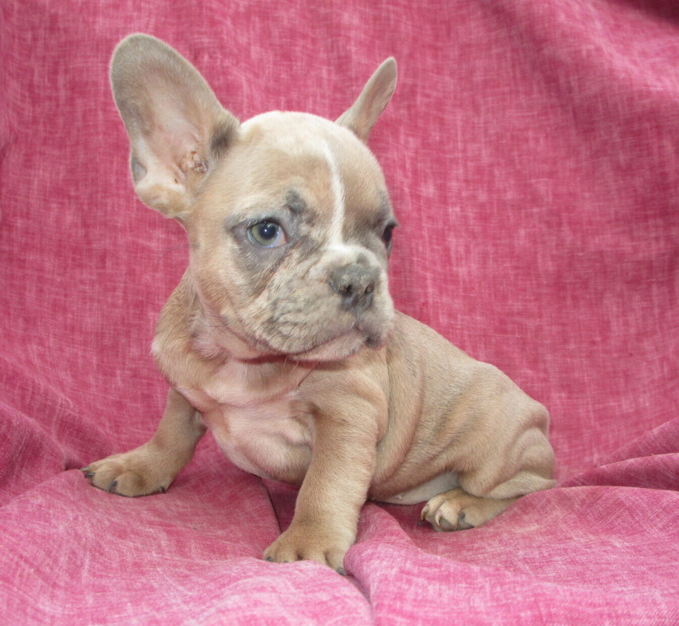 French Bulldog Breeders Puppies For Sale Baltimore Md Windsor Oak Farm French Bulldog Breeders Puppies For Sale Baltimore Md Windsor Oak Farm