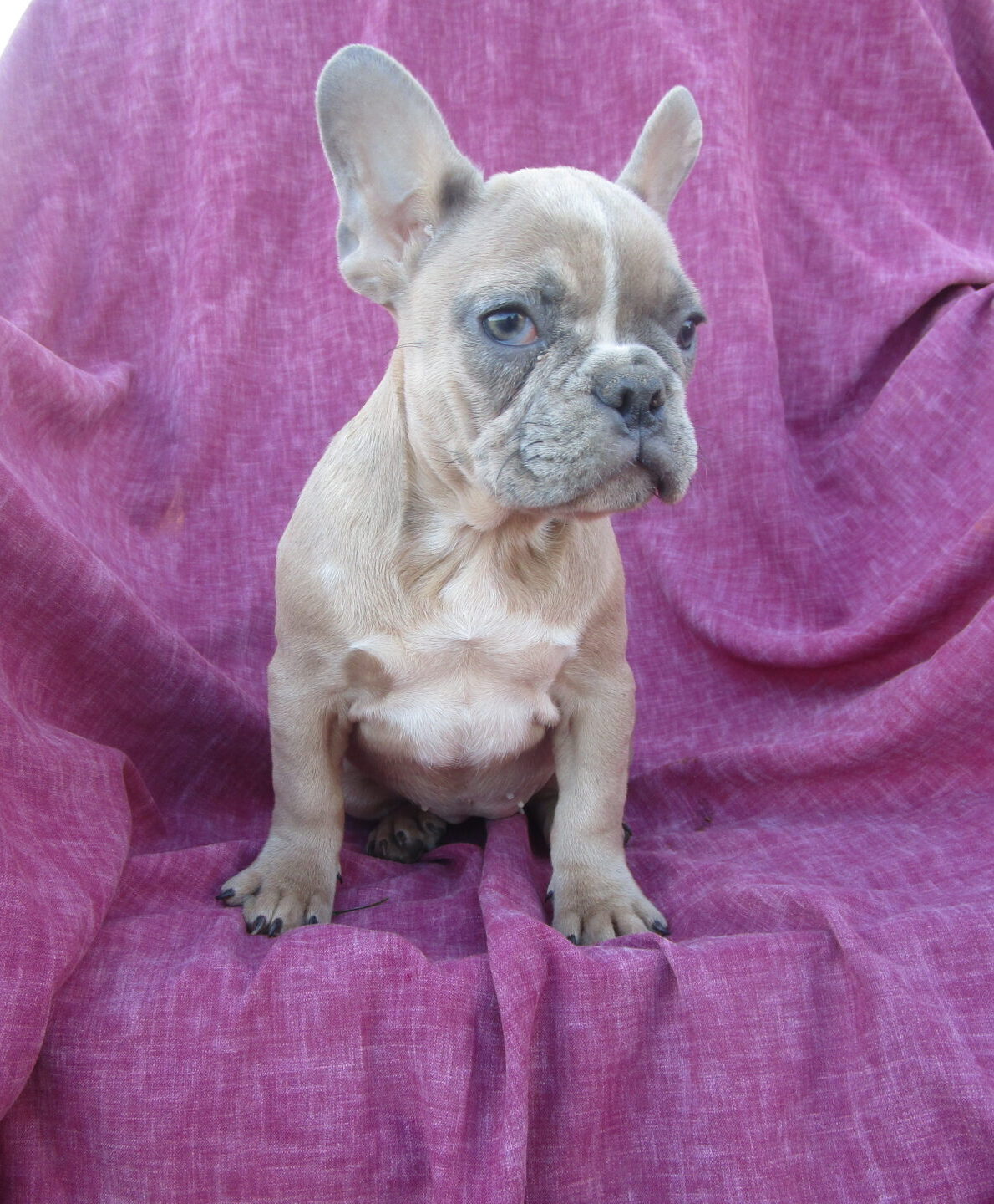 French Bulldog Breeders Puppies For Sale Baltimore Md Windsor Oak Farm French Bulldog Breeders Puppies For Sale Baltimore Md Windsor Oak Farm
