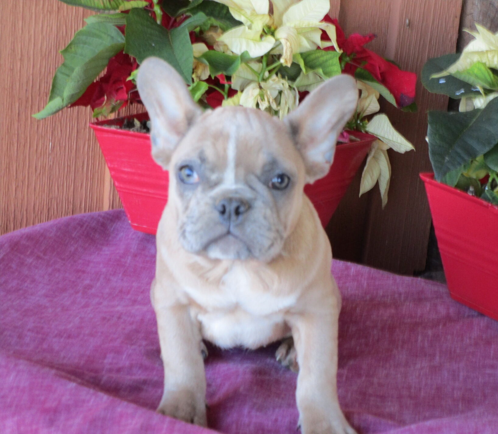 French Bulldog Breeders Puppies For Sale Baltimore Md Windsor Oak Farm French Bulldog Breeders Puppies For Sale Baltimore Md Windsor Oak Farm