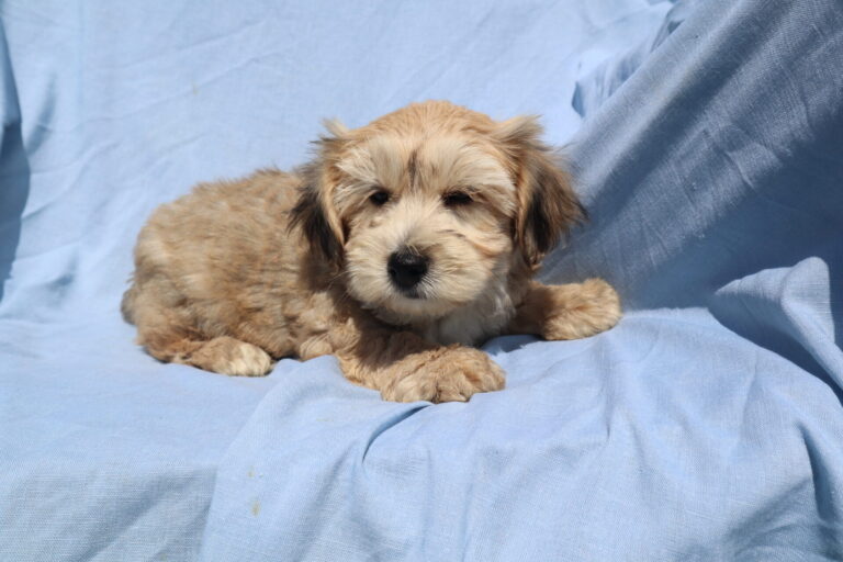 YorkieChon Puppies for Sale Washington DC Windsor Oak Farm