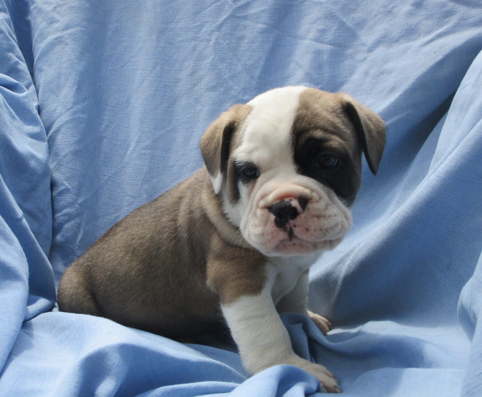 How Much Are French And English Bulldog Puppies