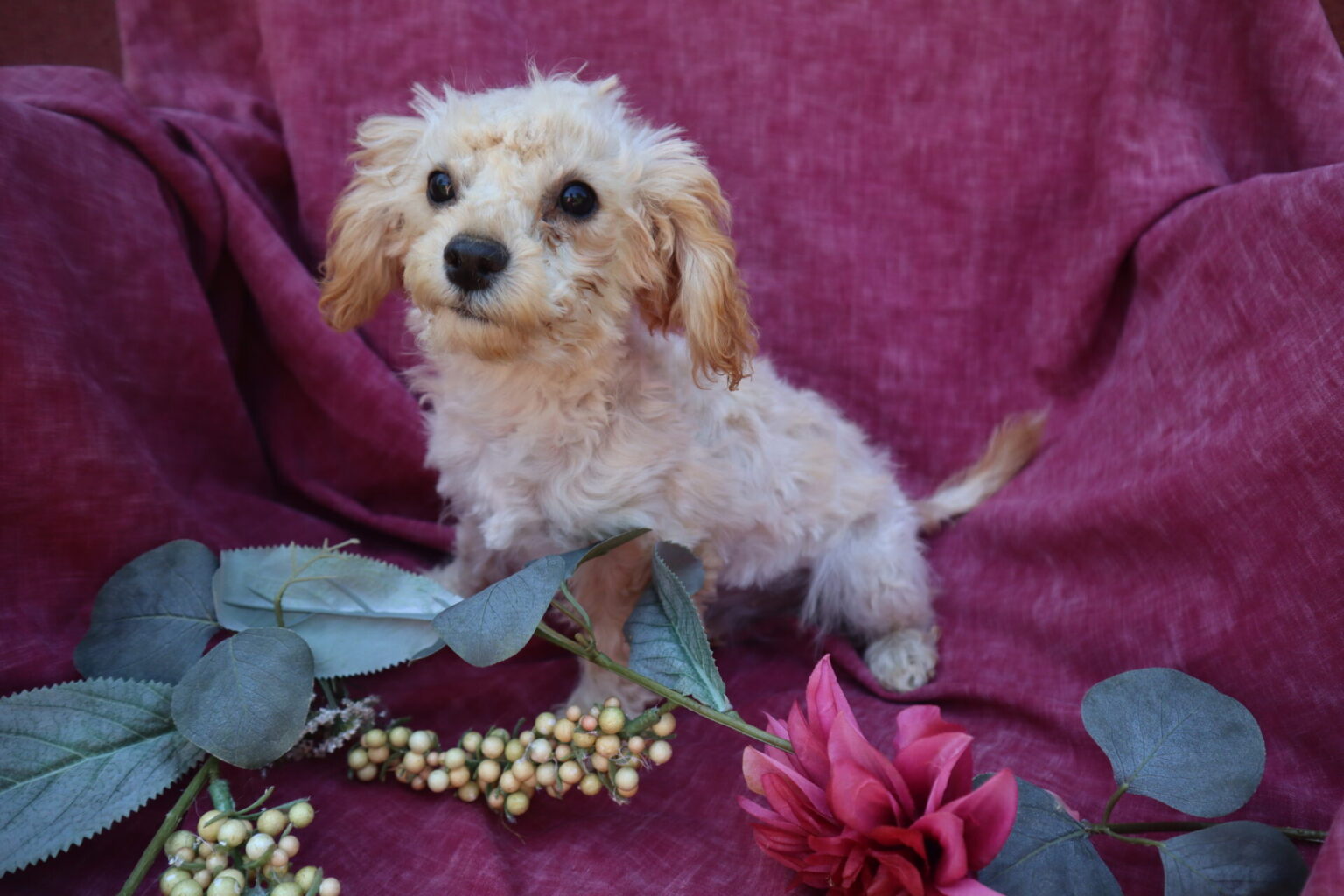 Bichon Poo Puppy Breeder Washington, DC Windsor Oak Farm